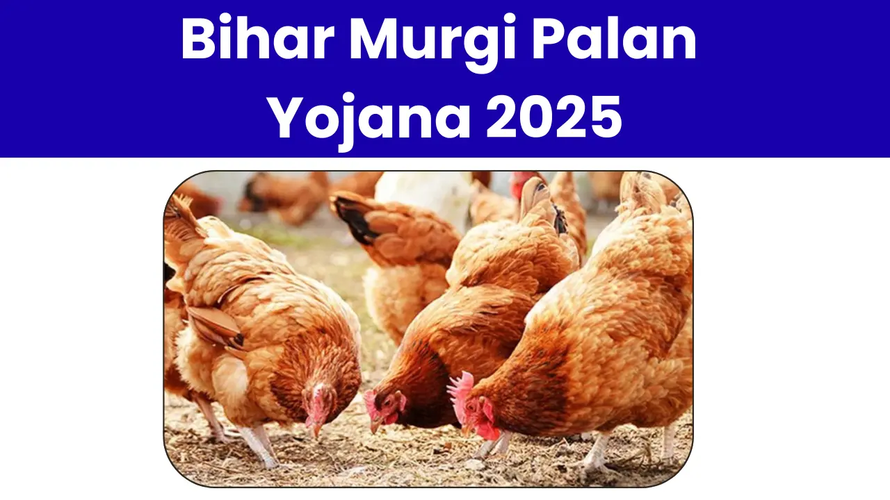 Bihar Murgi Palan Yojana 2025: बिहार सरकार दे रही है मुर्गी पालन करने के लिए अनुदान ऑनलाइन शुरू? जाने फॉर्म भरने की पूरी प्रक्रिया