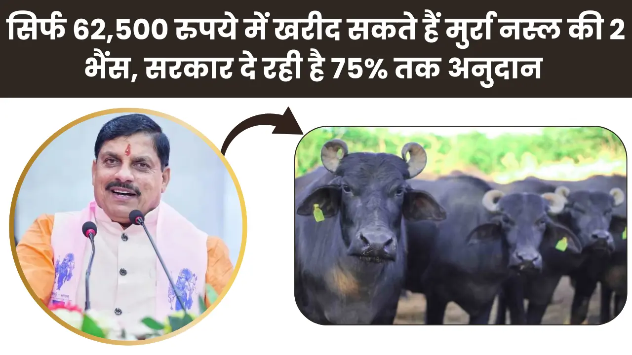 Mukhyamantri Dairy Plus Yojana 2025: सिर्फ 62,500 रुपये में खरीद सकते हैं मुर्रा नस्ल की 2 भैंस, सरकार दे रही है 75% तक अनुदान, जाने पूरी प्रक्रिया
